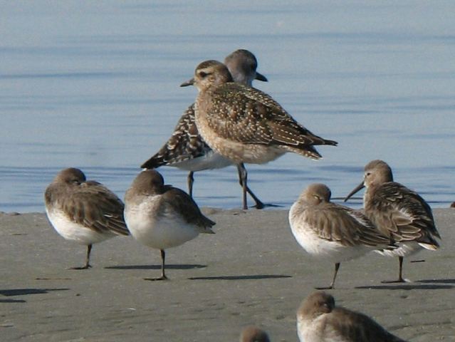 American Golden-Plover